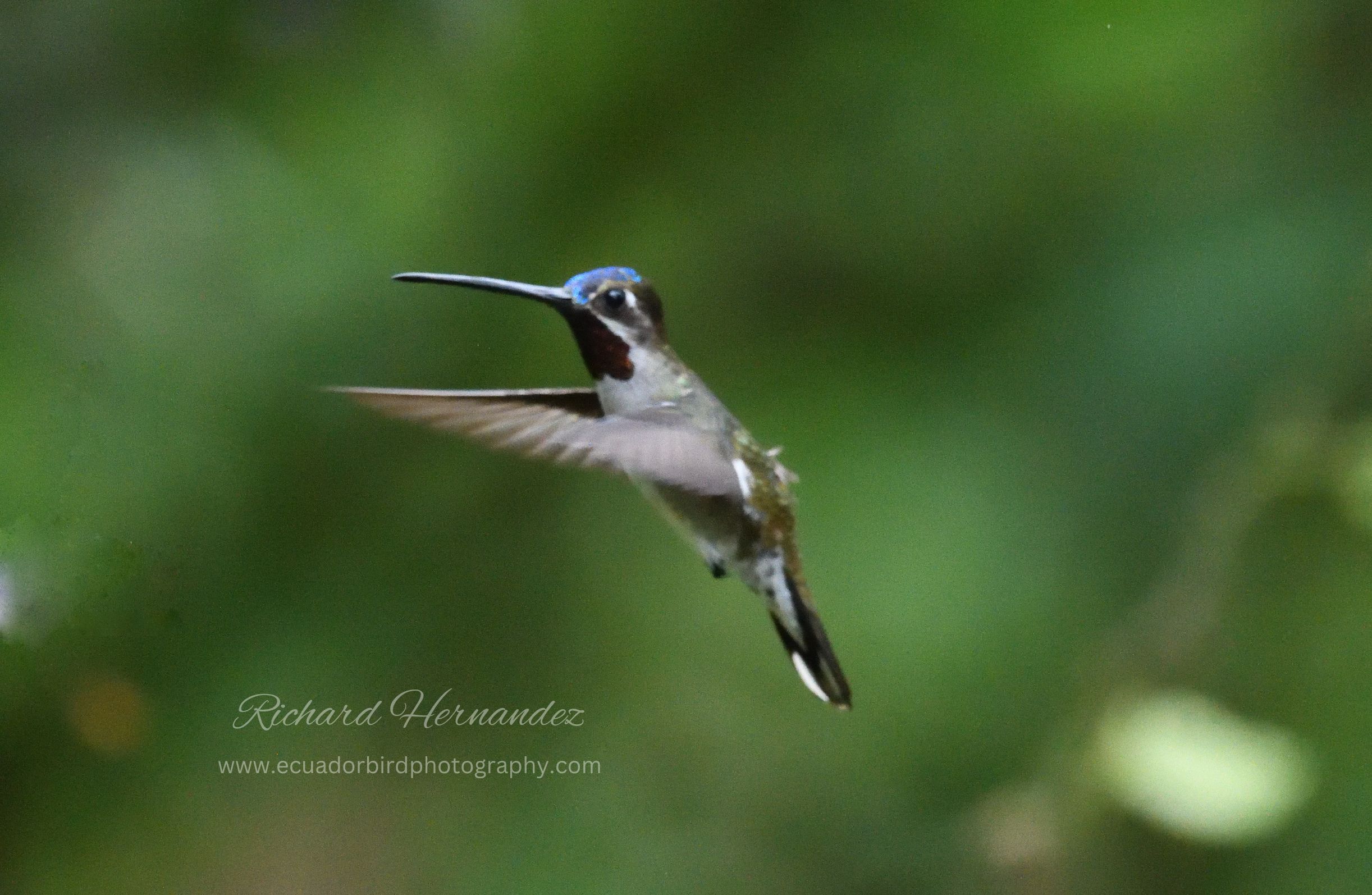 long billed starthroat